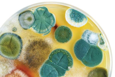 Can Senseware alert you to mold growth? Yes!